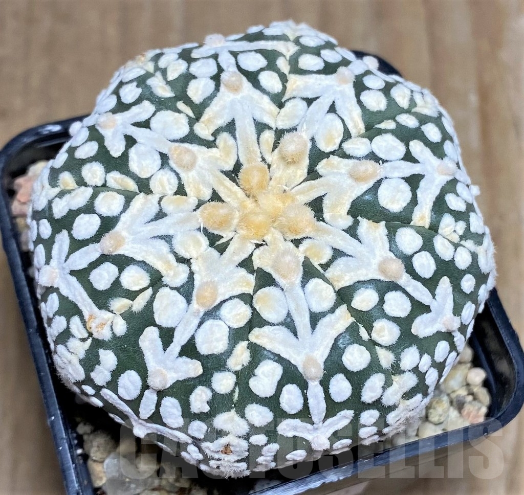 SHPR21340 Astrophytum asterias 'Super Kabuto Miracle' V-type