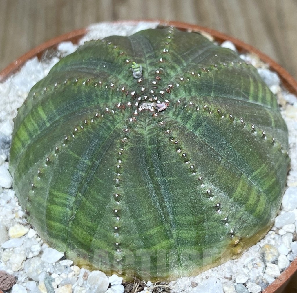 SHPR21119 Euphorbia obesa - Image 2