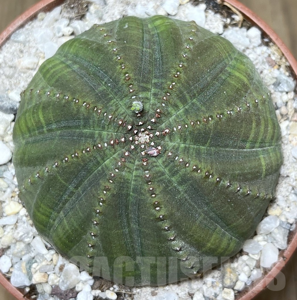 SHPR21119 Euphorbia obesa