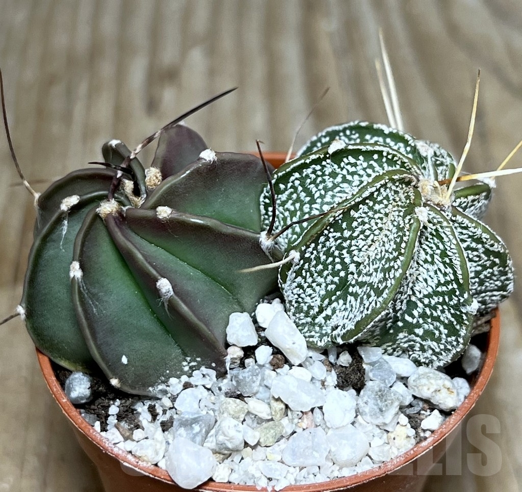 SHPR21122 Astrophytum capricorne mix