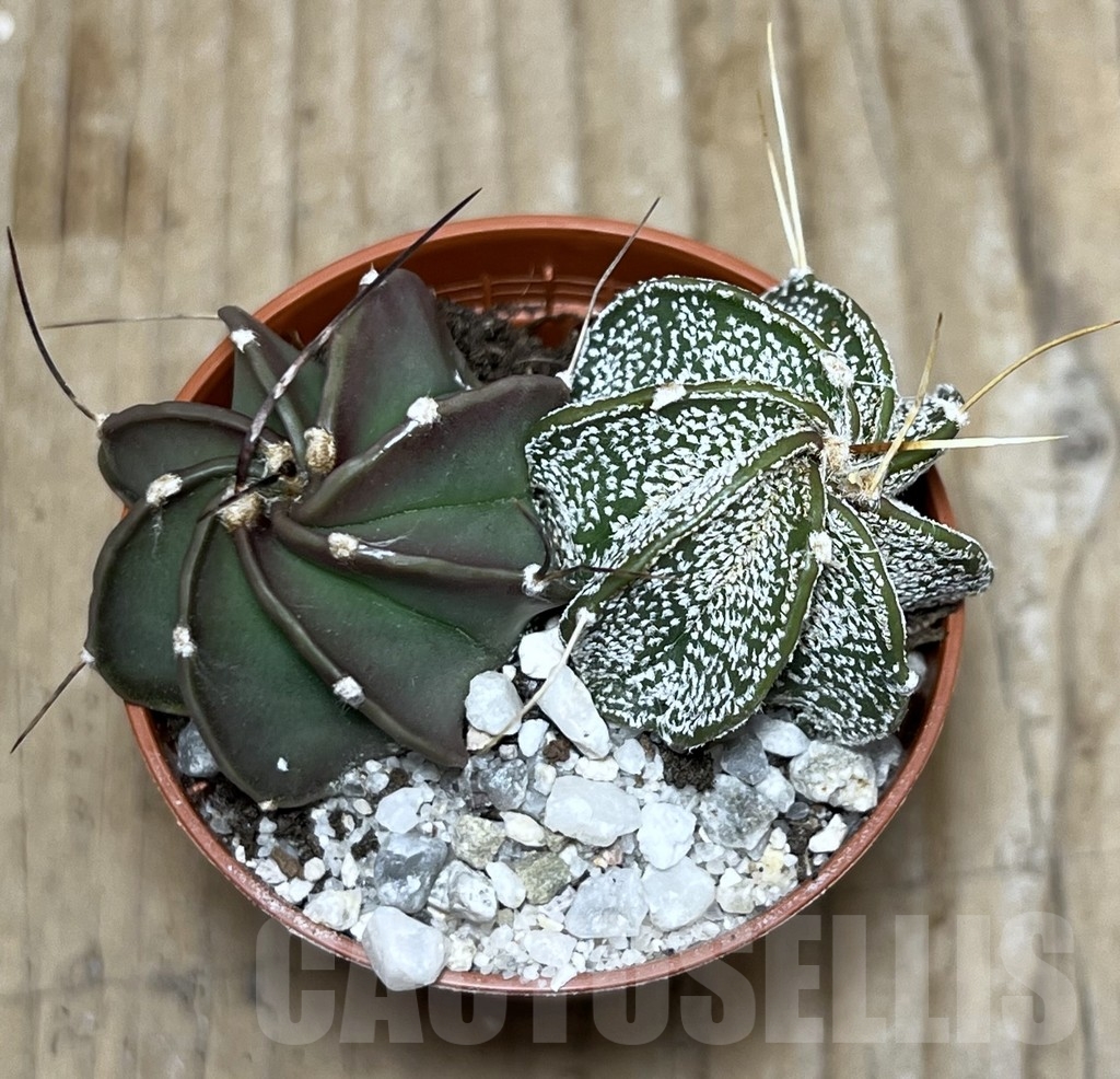 SHPR21122 Astrophytum capricorne mix - immagine 2