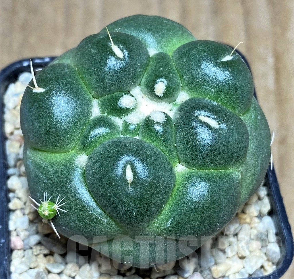 SHPR21351 Coryphantha elephantidens f. inermis