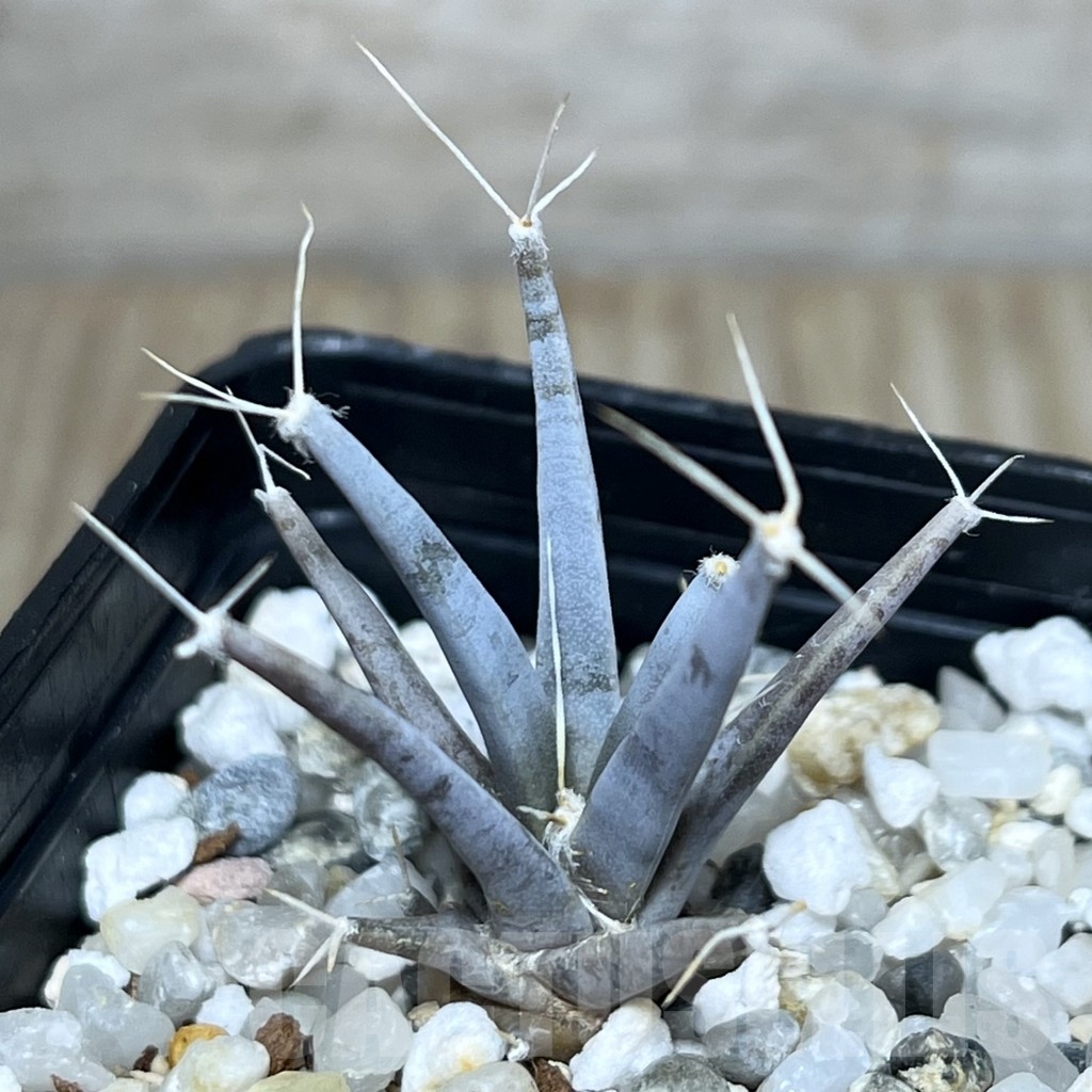 SHPR21198 Leuchtenbergia principis