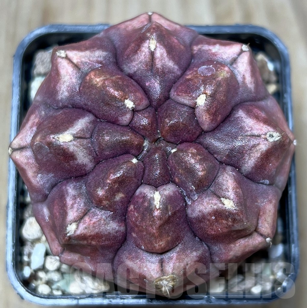 SHPR21199 Gymnocalycium mihanovichii ‘Day dream’ - Image 2
