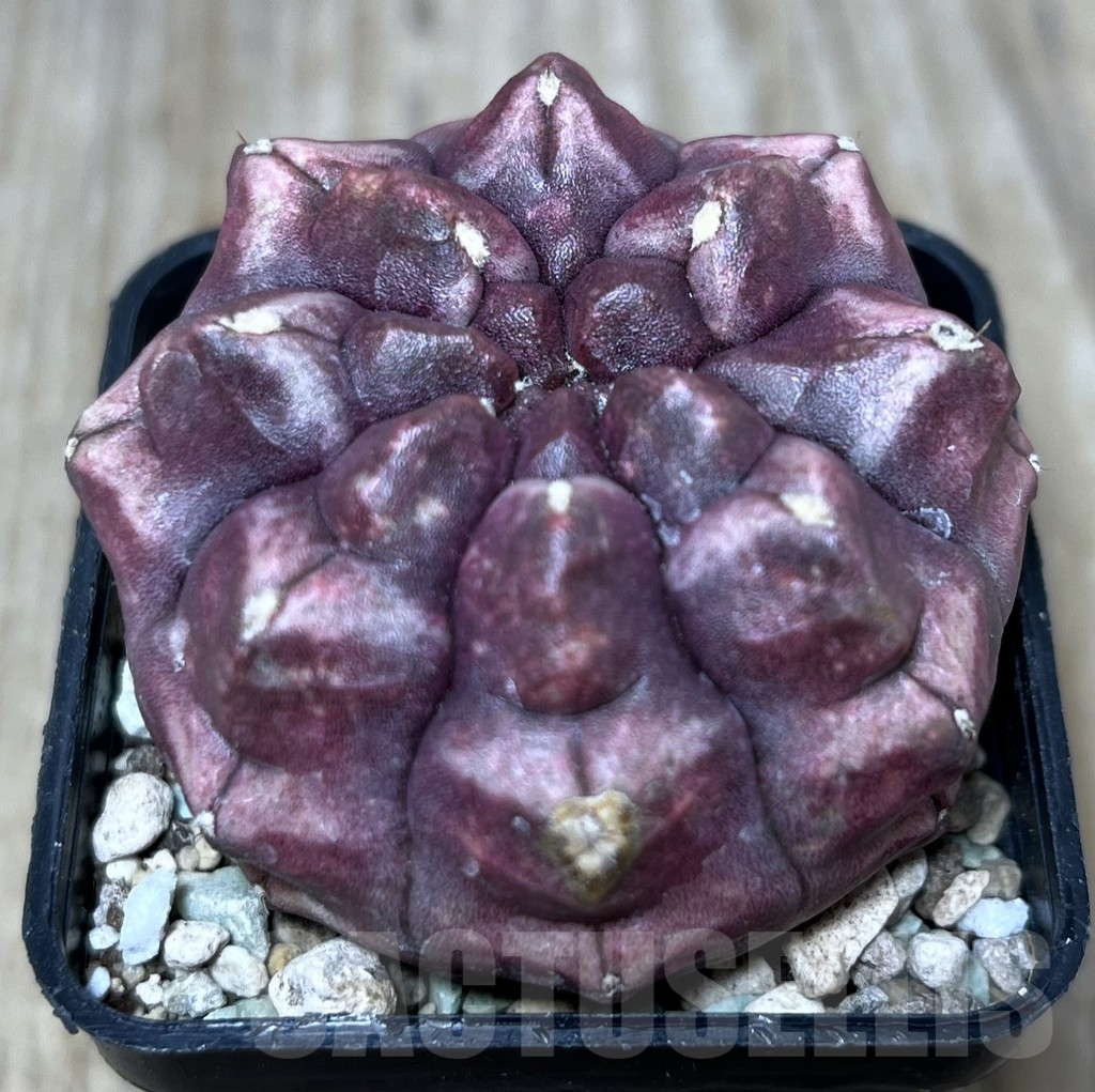 SHPR21199 Gymnocalycium mihanovichii ‘Day dream’