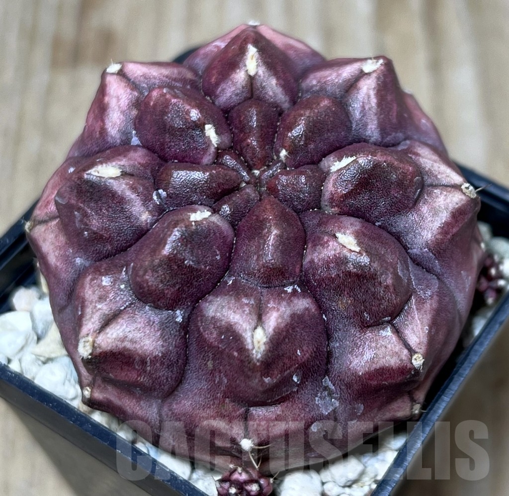 SHPR21200 Gymnocalycium mihanovichii ‘Day dream’