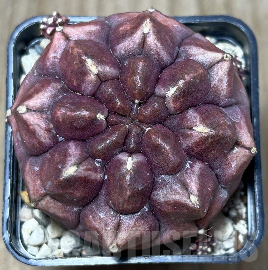 SHPR21200 Gymnocalycium mihanovichii ‘Day dream’ - Image 2