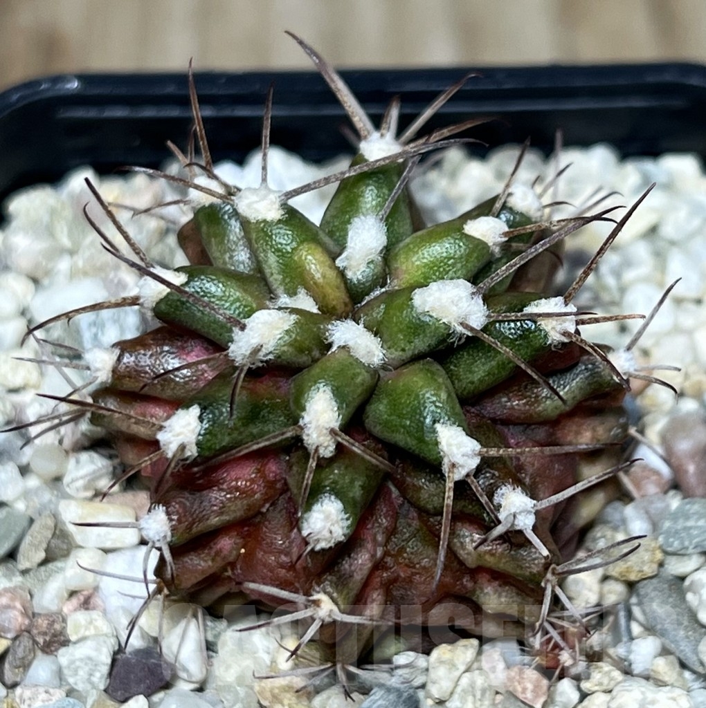 SHPR21201 Gymnocalycium mihanovichii ‘T-lux’ hybrid