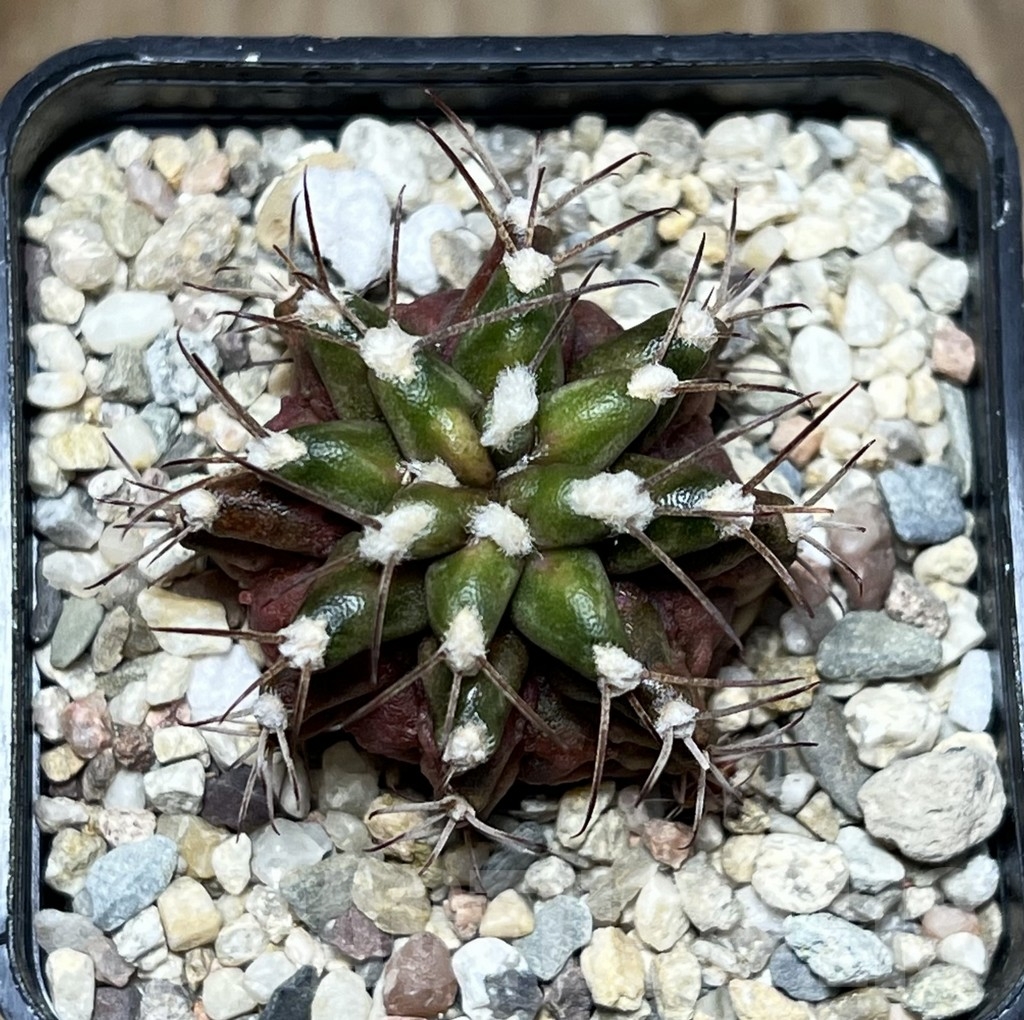 SHPR21201 Gymnocalycium mihanovichii ‘T-lux’ hybrid - Image 2