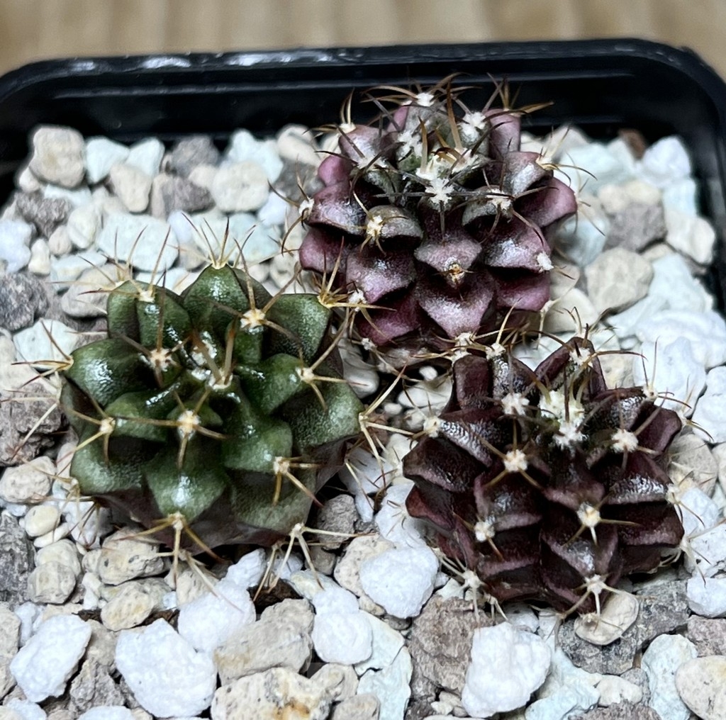 SHPR21202 Gymnocalycium mihanovichii hybrid, seedling 3 plants