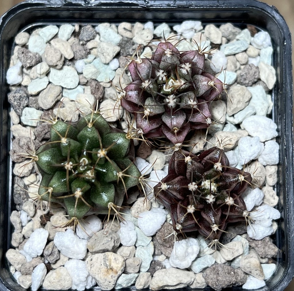 SHPR21202 Gymnocalycium mihanovichii hybrid, seedling 3 plants - Image 2