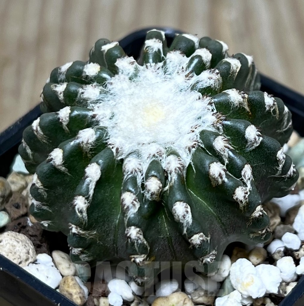 SHPR21203 Discocactus horstii