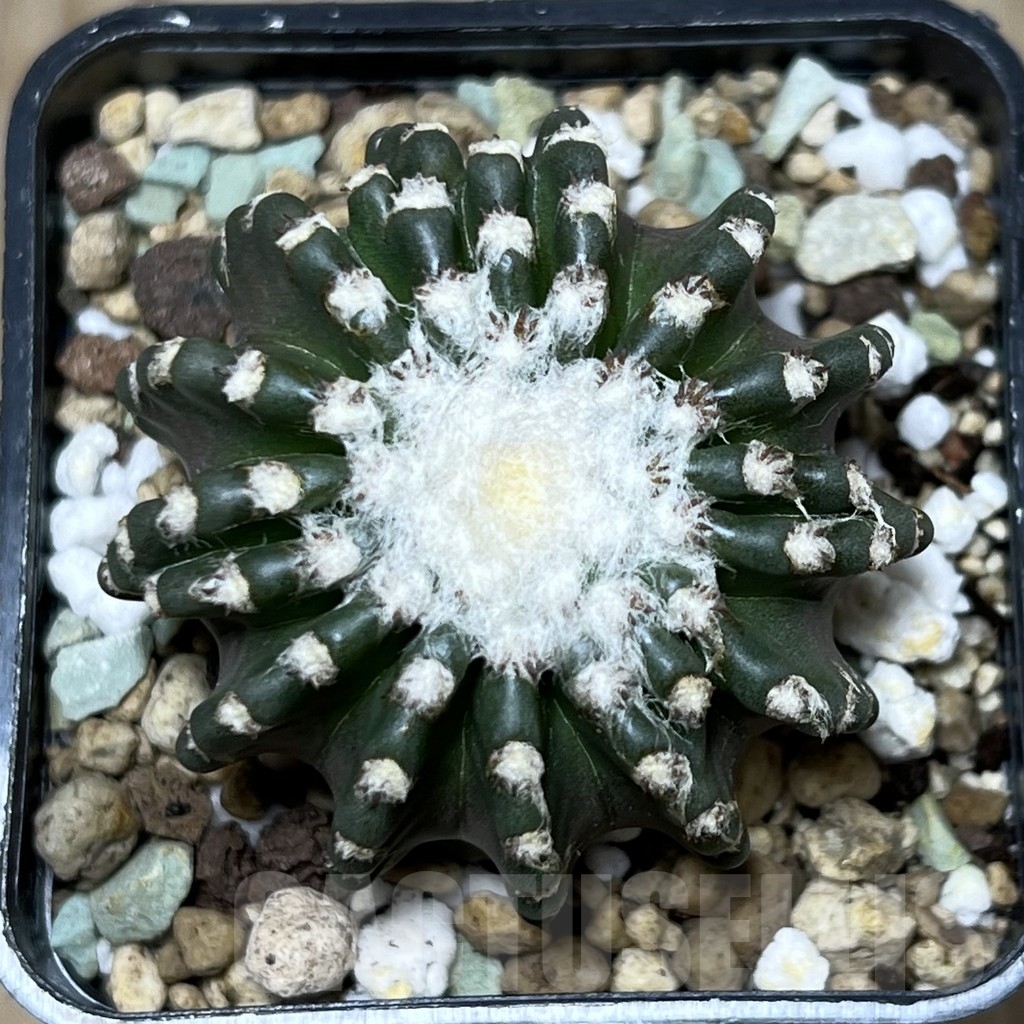 SHPR21203 Discocactus horstii - Зображення 2