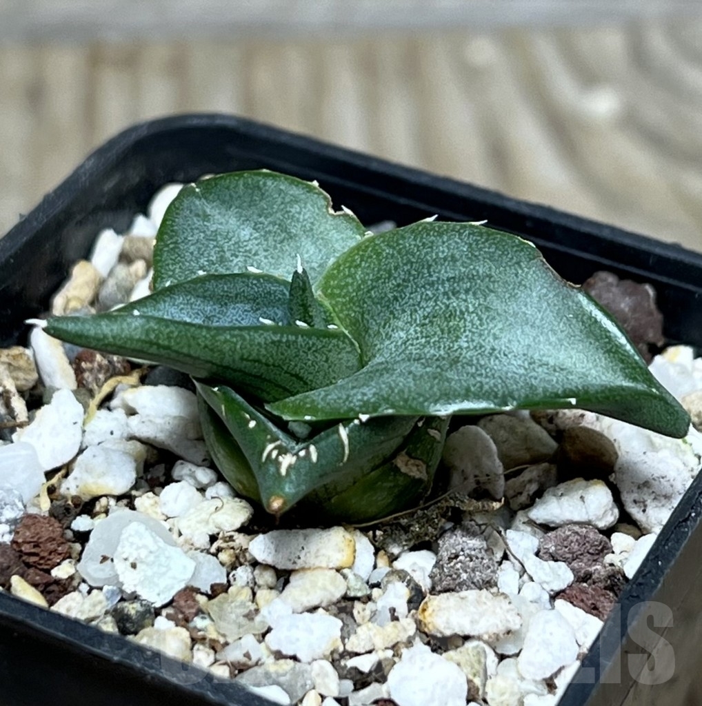 SHPR21204 Agave pumila - immagine 2