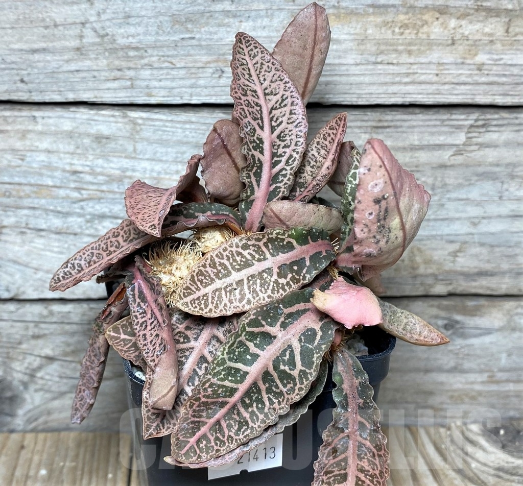 SHPR21413 Euphorbia francoisii hybrid - immagine 2