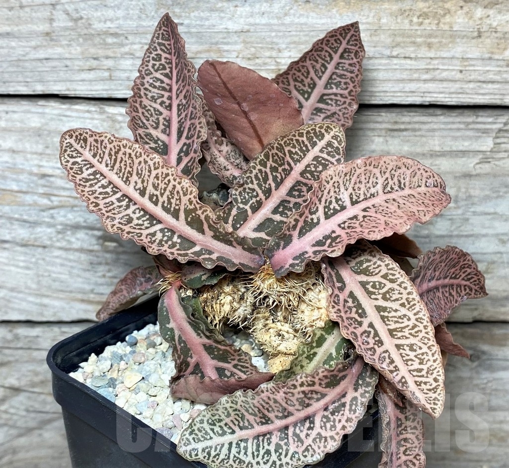 SHPR21413 Euphorbia francoisii hybrid