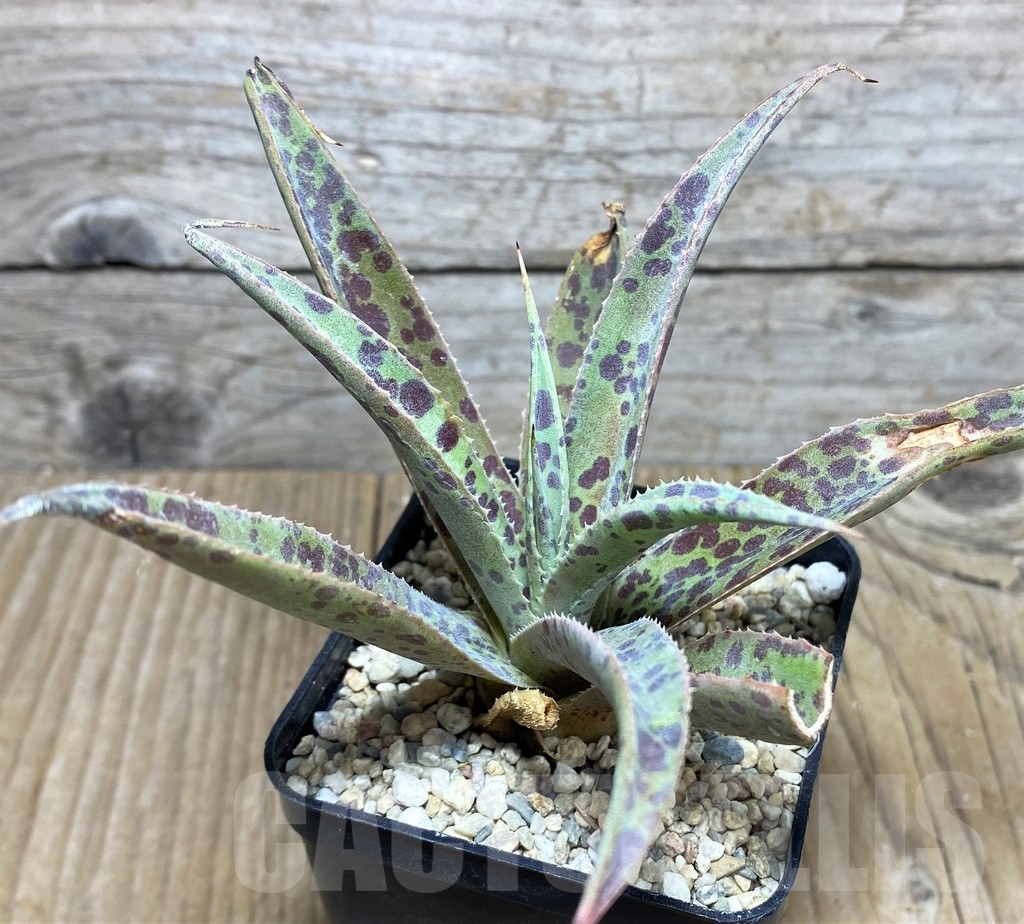 SHPR21415 Mangave 'Purple people' - immagine 2