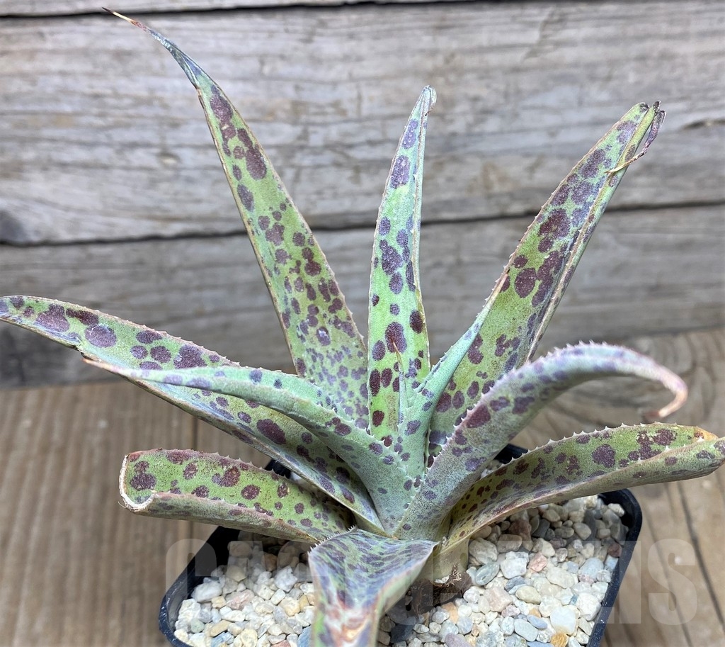 SHPR21415 Mangave 'Purple people'