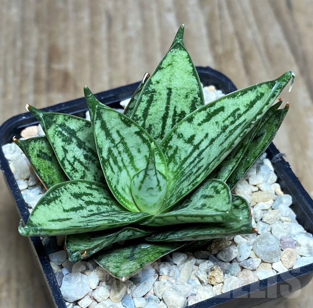 SHPR21427 Sansevieria 'Margarita' - Image 2