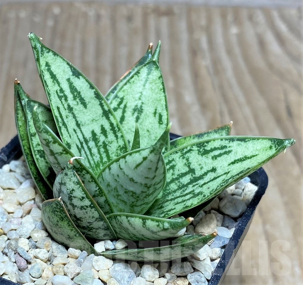 SHPR21427 Sansevieria 'Margarita'