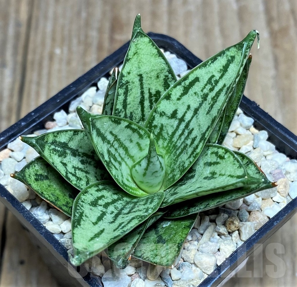 SHPR21427 Sansevieria 'Margarita' - Image 3