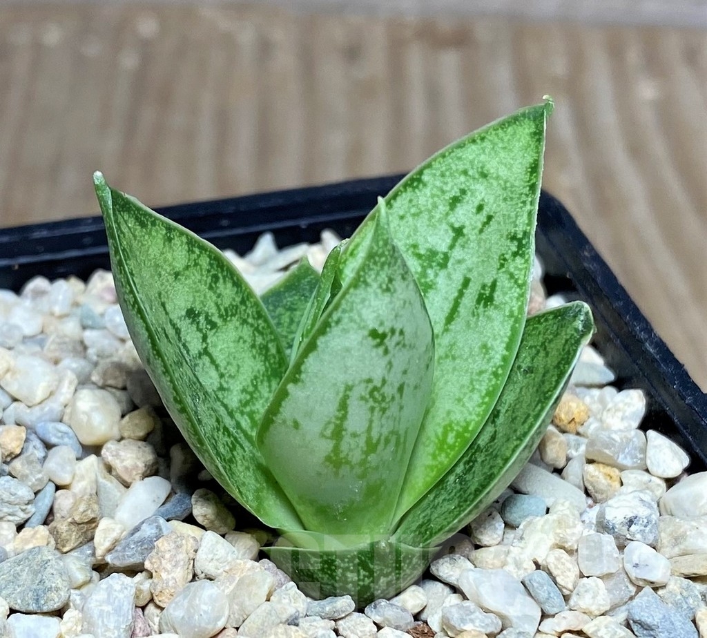 SHPR21428 Sansevieria 'Margarita' - Image 2