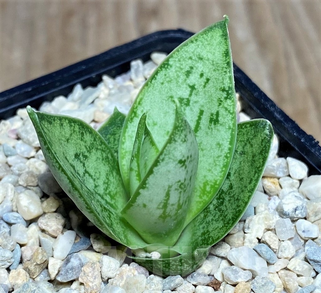 SHPR21428 Sansevieria 'Margarita'