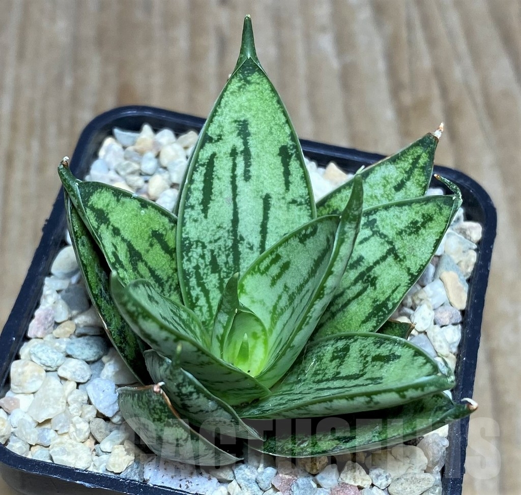 SHPR21429 Sansevieria 'Margarita' - Image 2