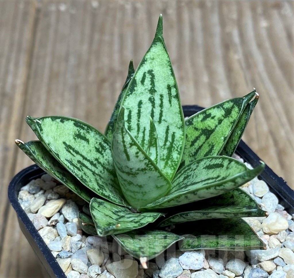 SHPR21429 Sansevieria 'Margarita'