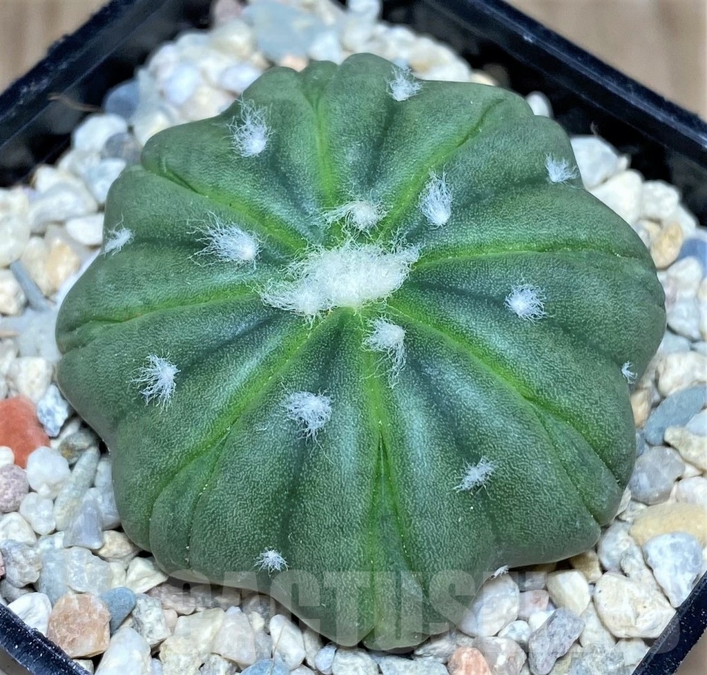 SHPR21465 Astrophytum asterias ‘Kikko’ 8-ribs – Image 2