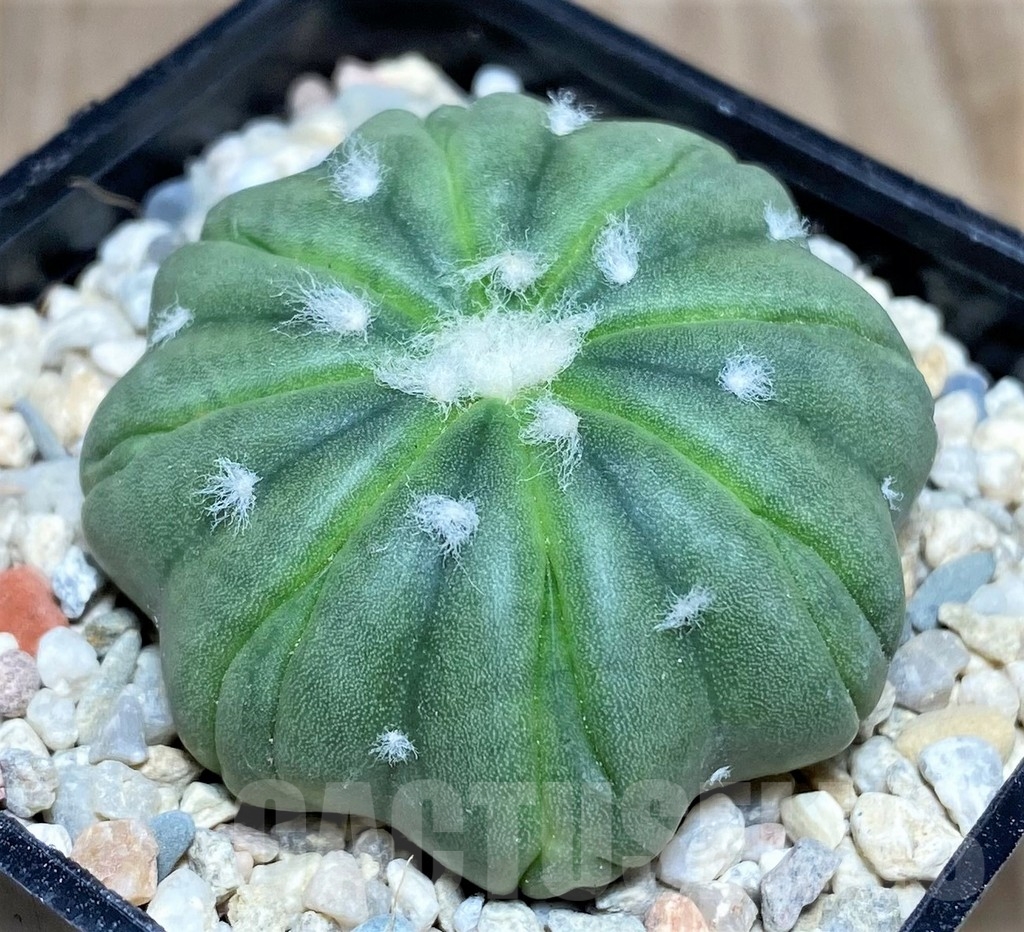 SHPR21465 Astrophytum asterias ‘Kikko’ 8-ribs