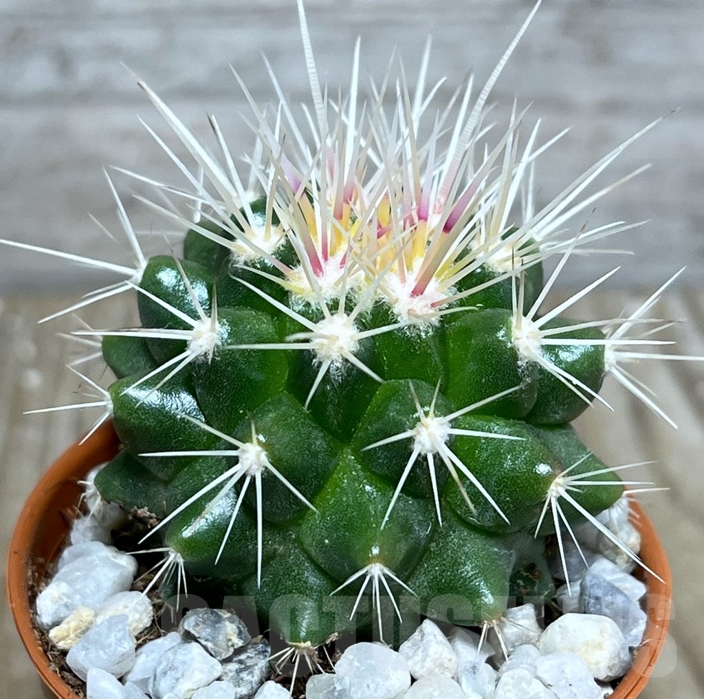 SHPR21205 Echinocactus grusonii