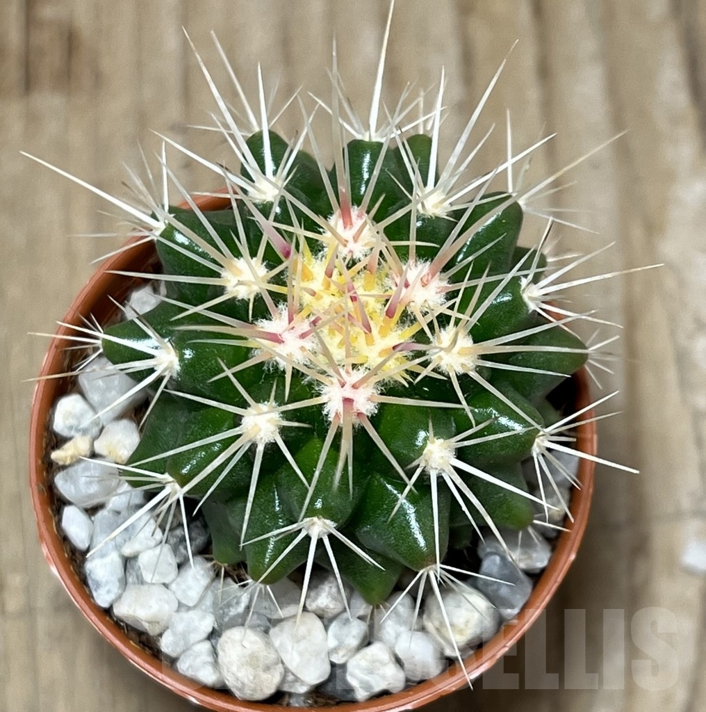 SHPR21205 Echinocactus grusonii - Image 2