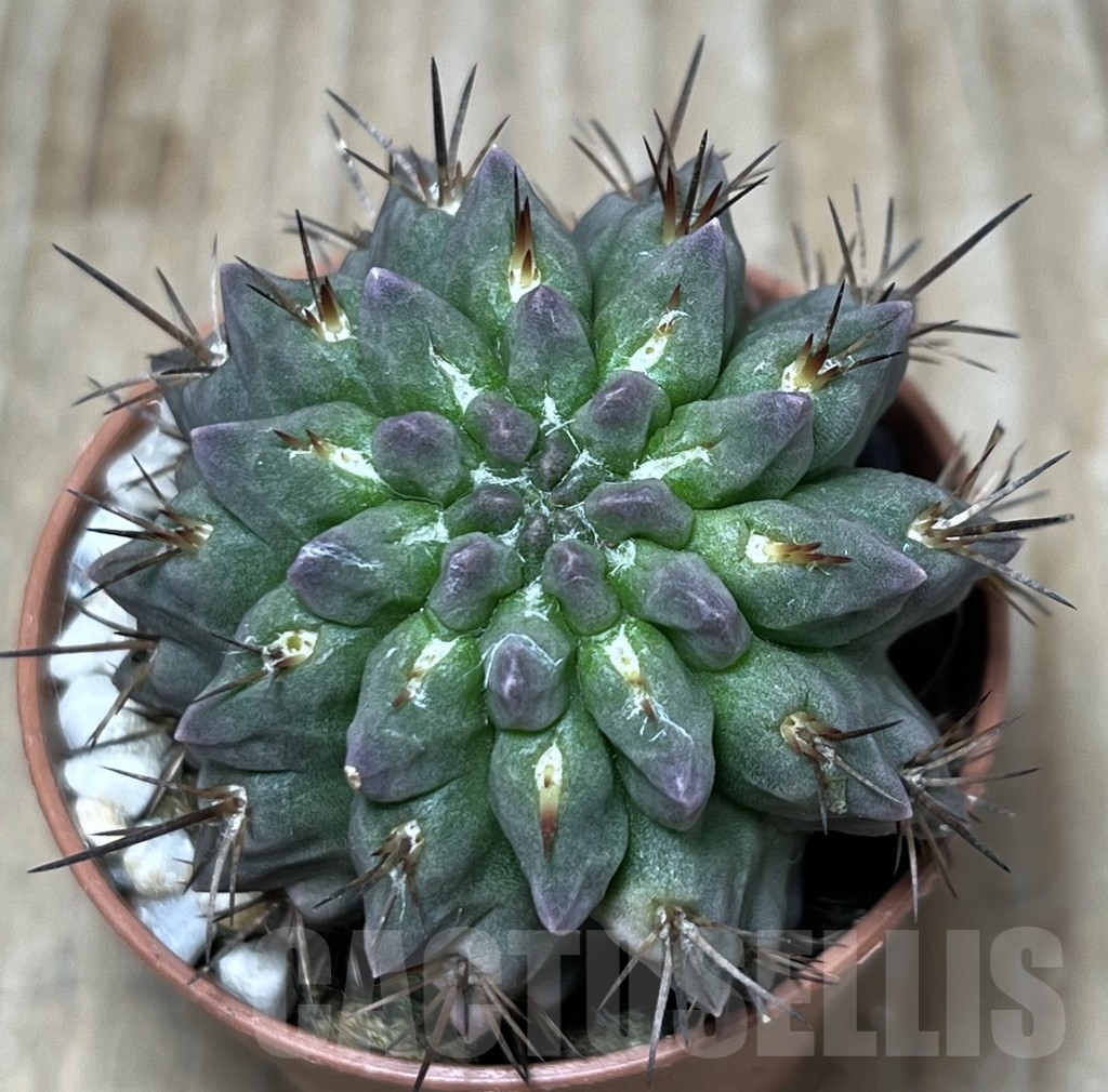 SHPR21208 Neoporteria paucicostata