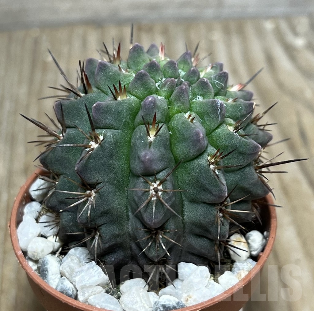 SHPR21208 Neoporteria paucicostata – Bild 2