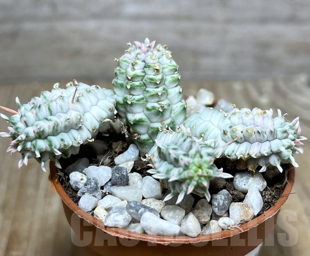 SHPR21209 Euphorbia mammillaris f. variegata