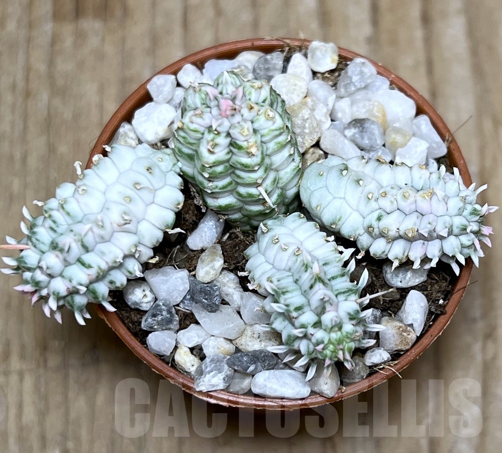 SHPR21209 Euphorbia mammillaris f. variegata - Image 2