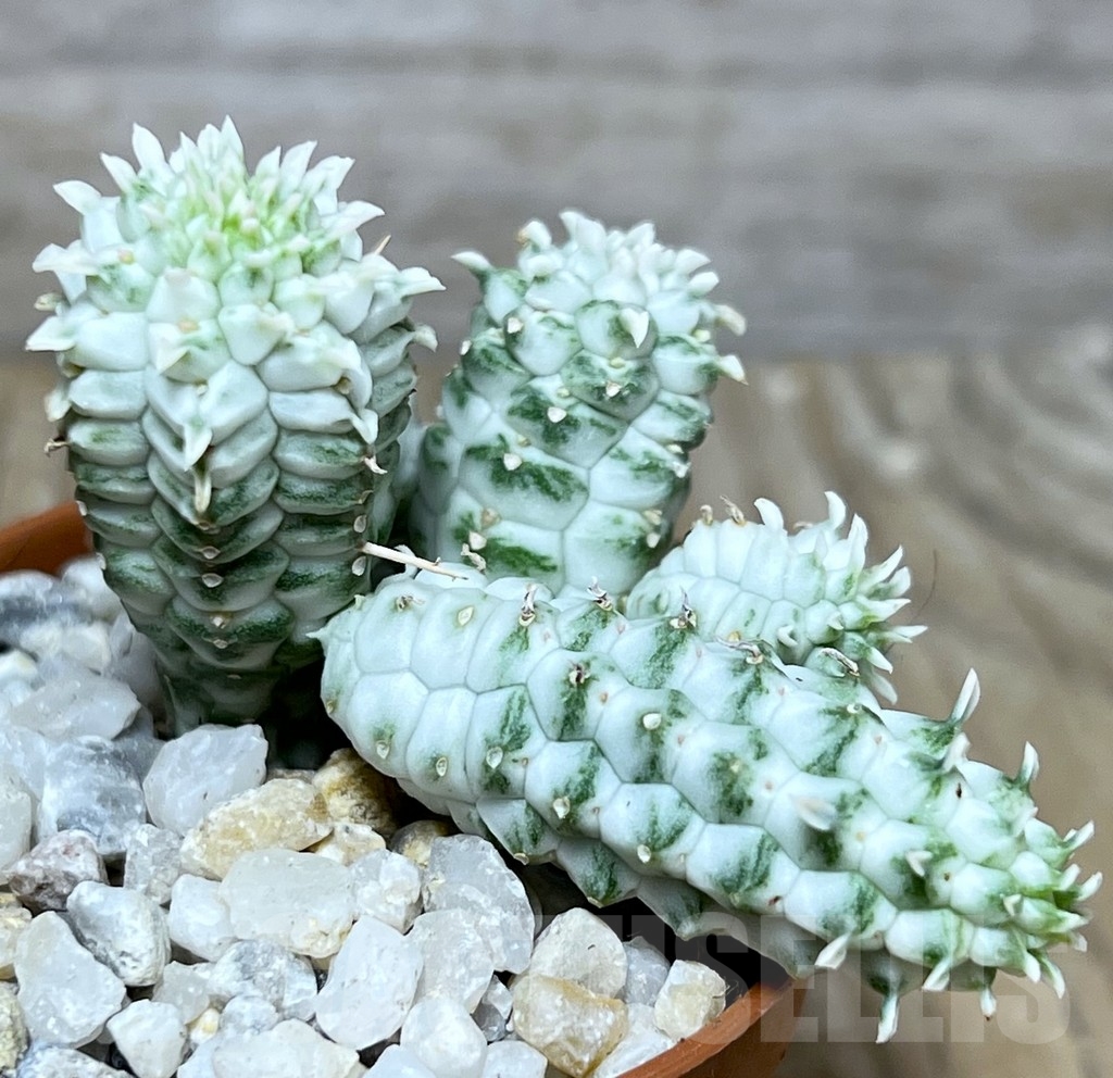 SHPR21210 Euphorbia mammillaris f. variegata