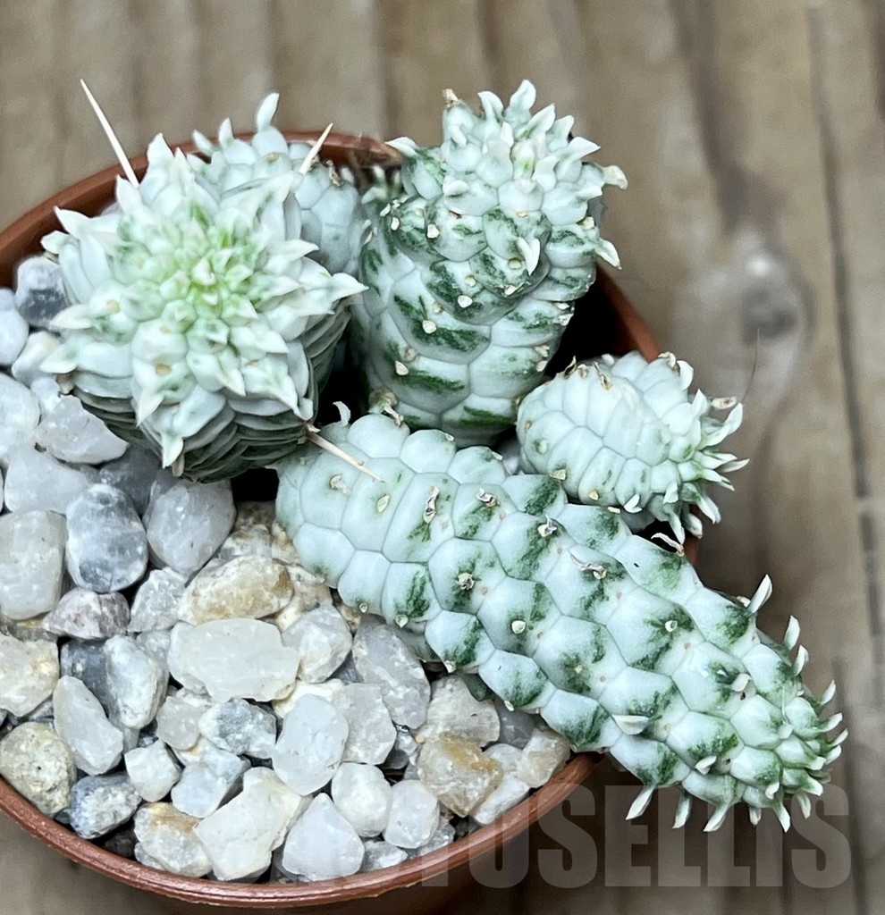 SHPR21210 Euphorbia mammillaris f. variegata - Image 2