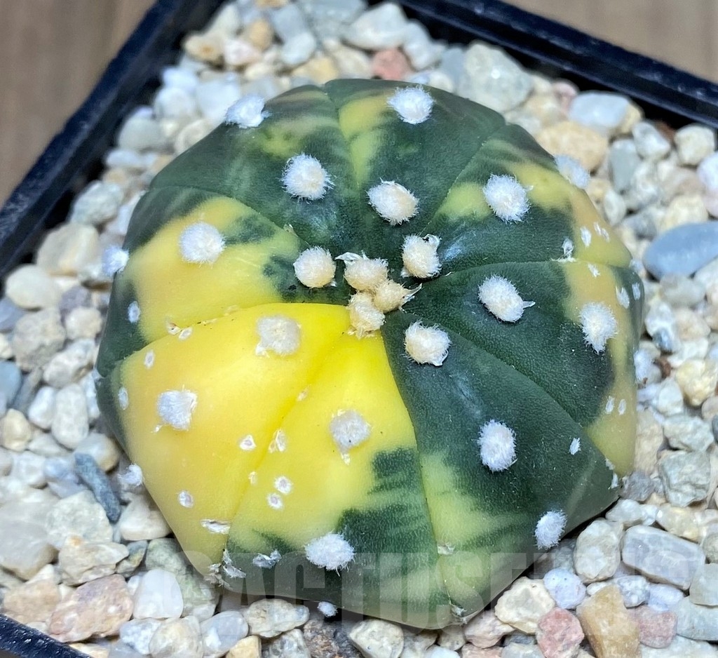 SHPR21483 Astrophytum asterias f. variegata