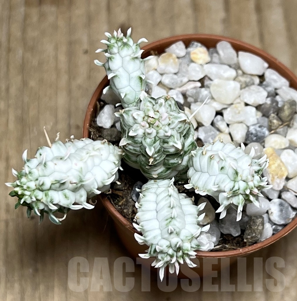 SHPR21211 Euphorbia mammillaris f. variegata - Image 2