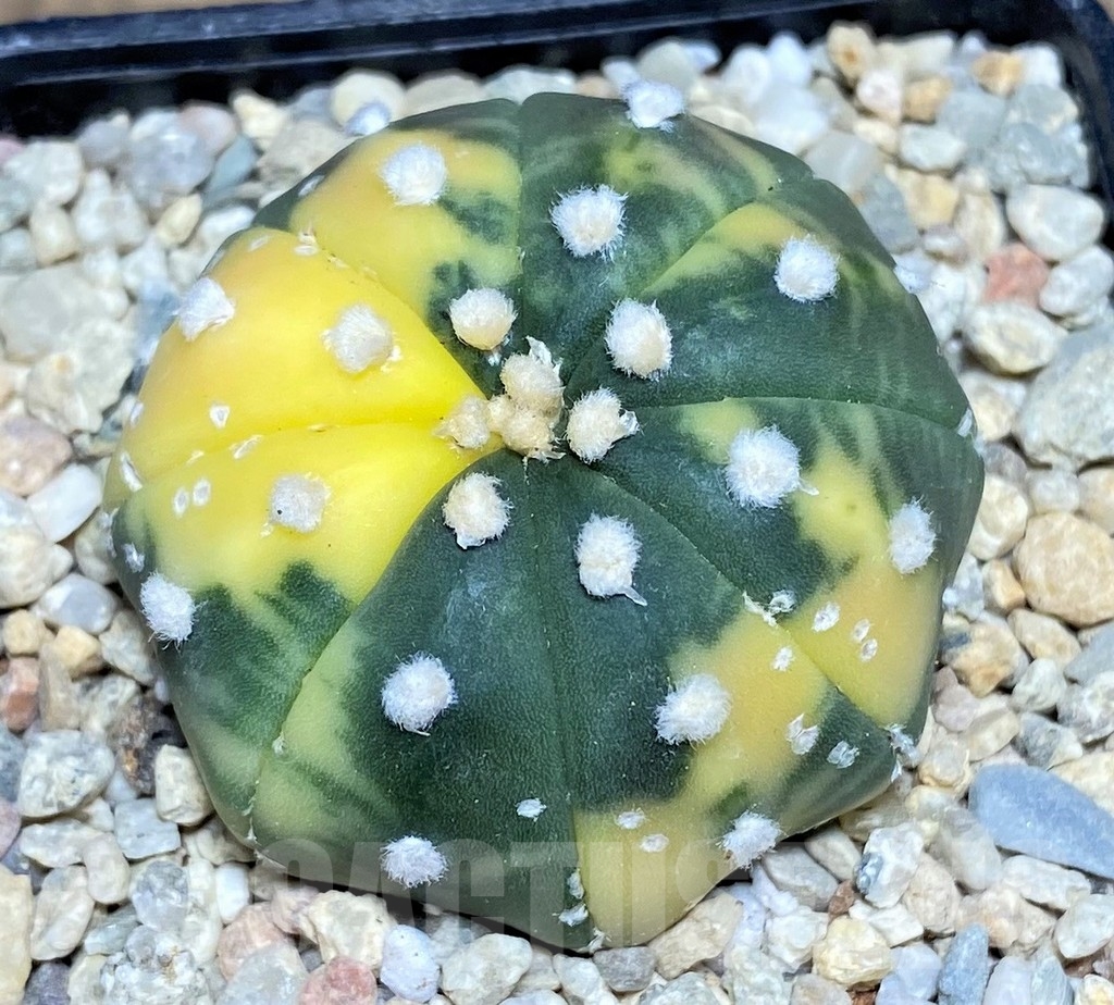 SHPR21483 Astrophytum asterias f. variegata - Image 2