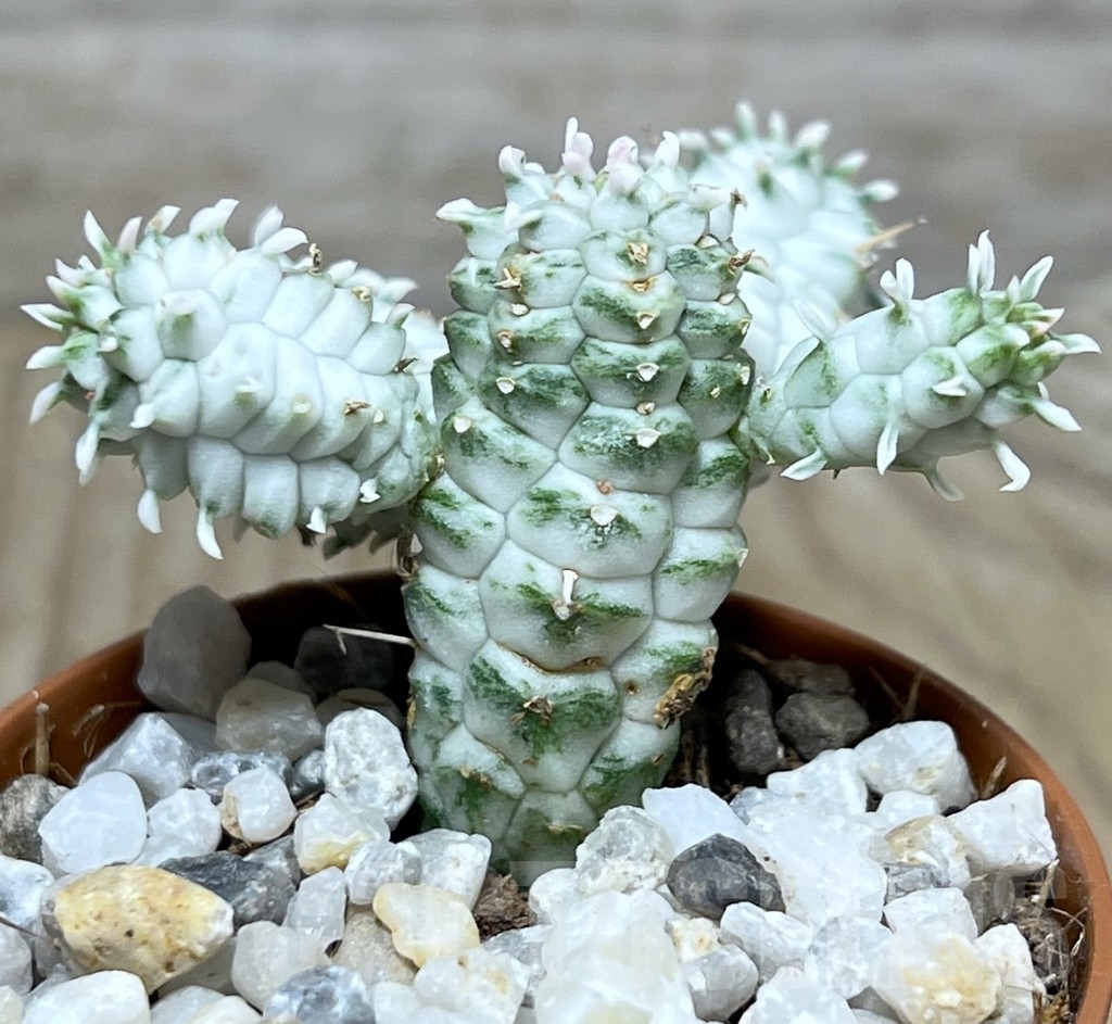 SHPR21211 Euphorbia mammillaris f. variegata