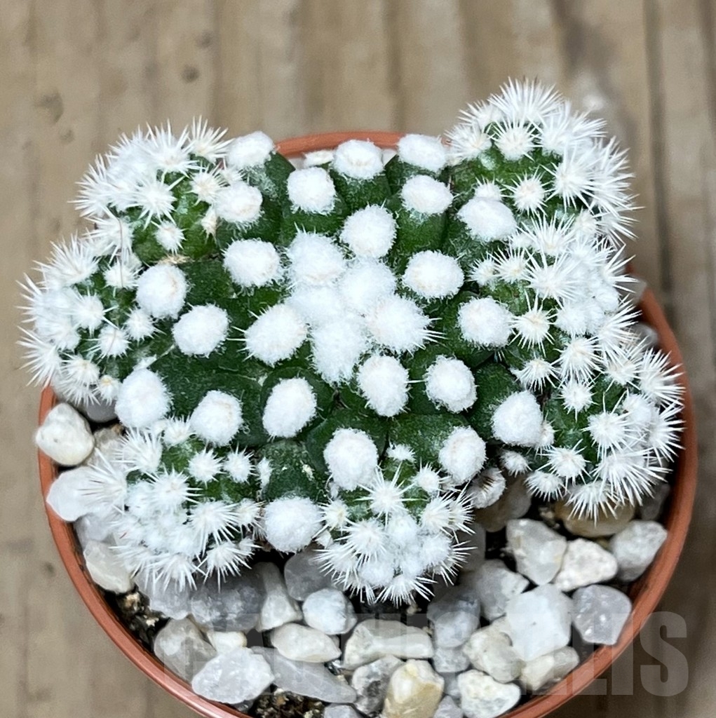 SHPR21212 Mammillaria gracilis - Image 2