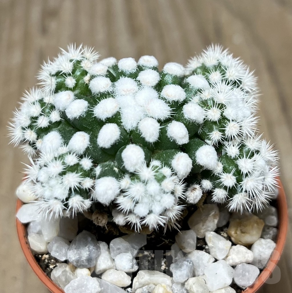 SHPR21212 Mammillaria gracilis