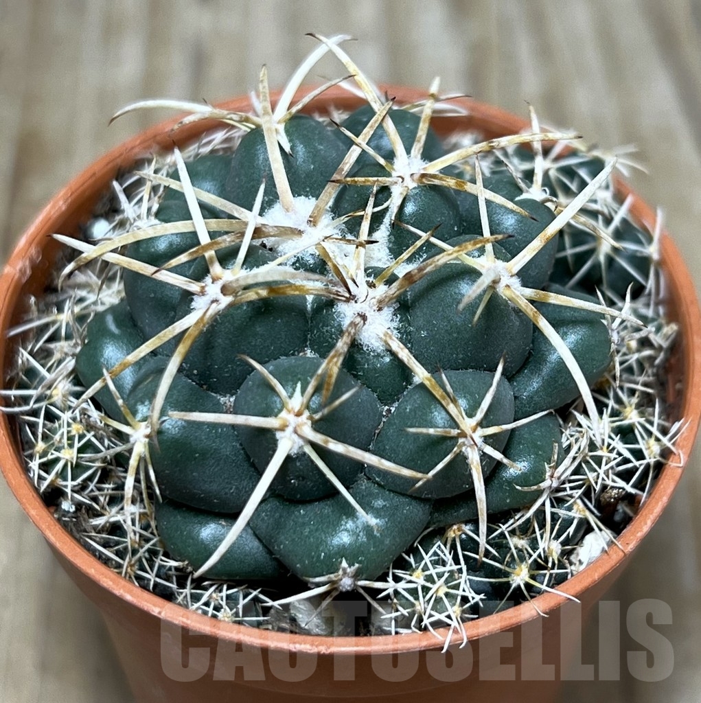 SHPR21214 Coryphantha elephantidens