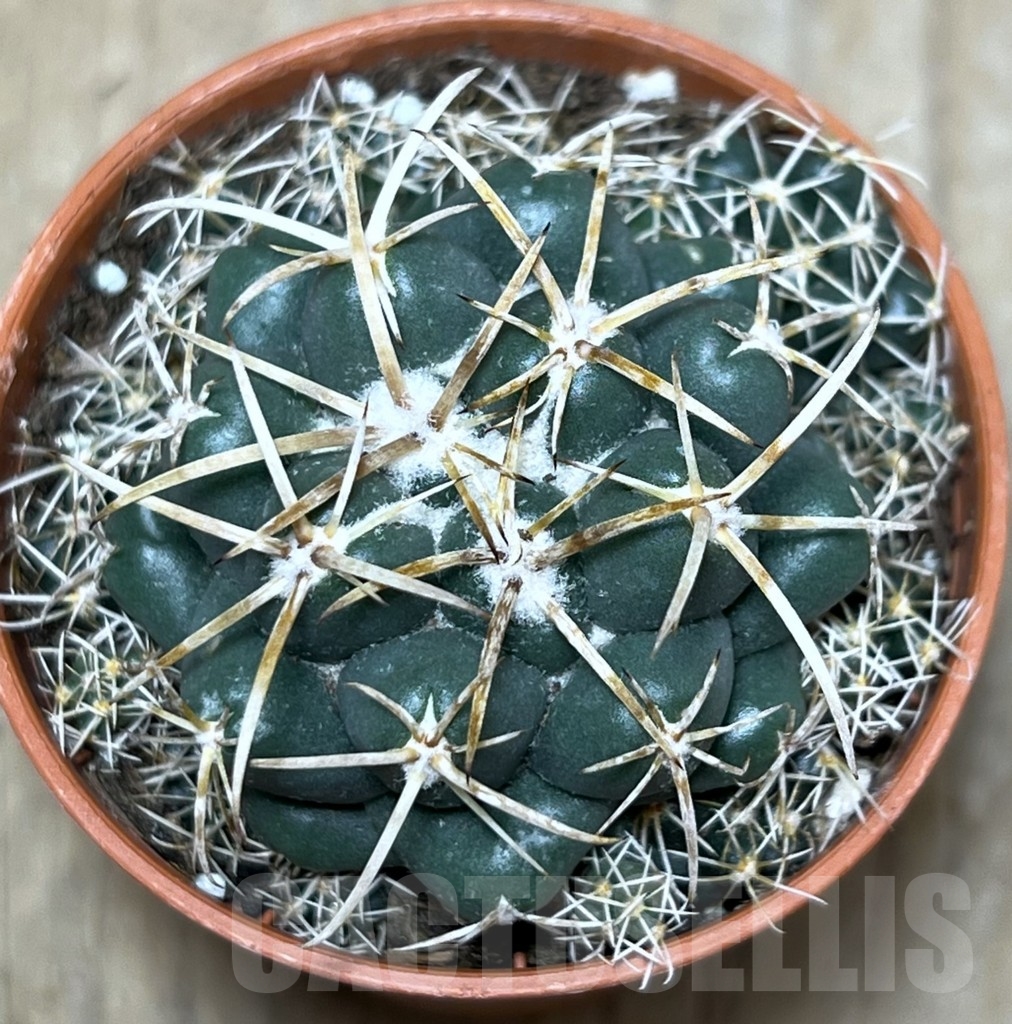 SHPR21214 Coryphantha elephantidens - 画像 (2)