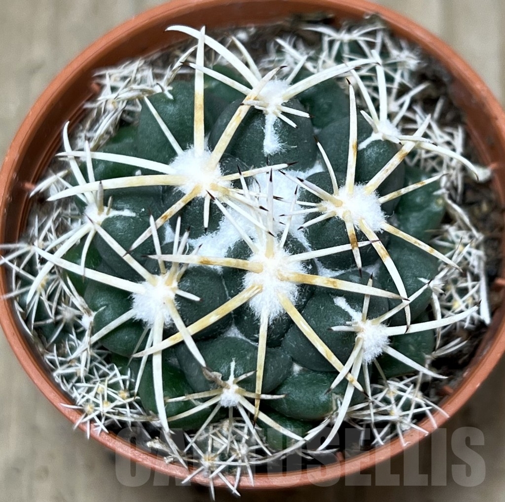 SHPR21215 Coryphantha elephantidens - Image 2