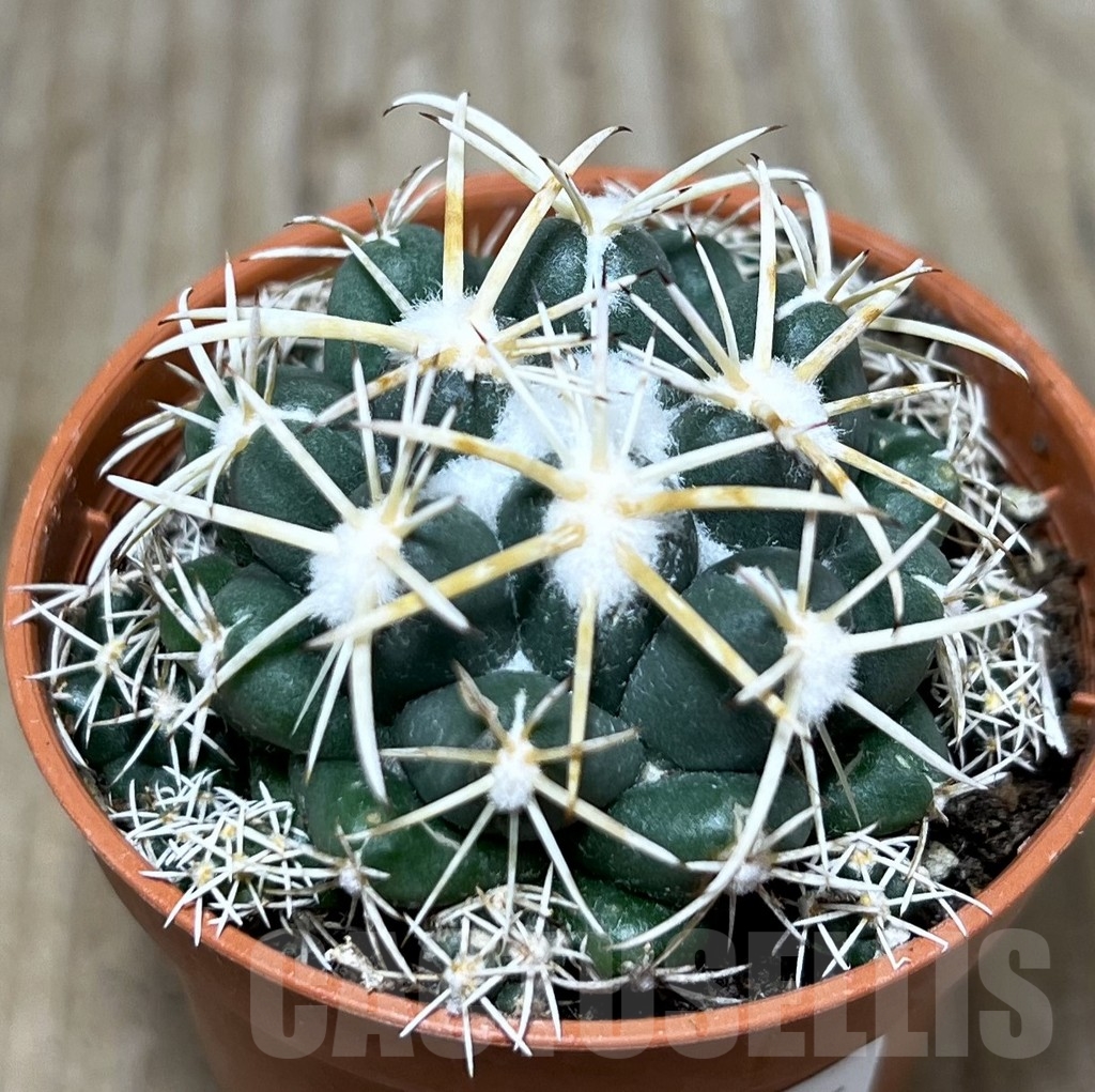 SHPR21215 Coryphantha elephantidens