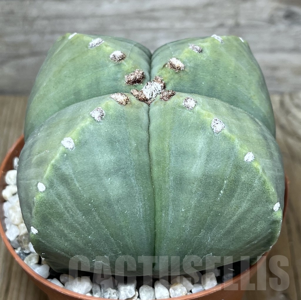 SHPR21216 Astrophytum myriostigma v. nudum